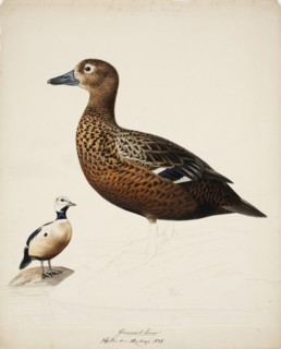 Steller's Eider; unfinished, 1838. Creator: Magnus von Wright.