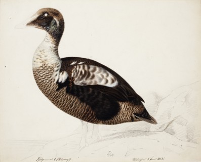 Common Eider; unfinished, 1852. Creator: Magnus von Wright.
