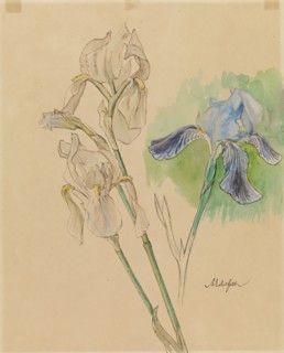 Irises, c1890s. Creator: Albert Edelfelt.