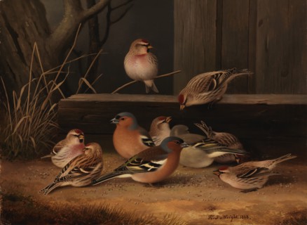 Chaffinches and Redpolls, 1868. Creator: Ferdinand von Wright.
