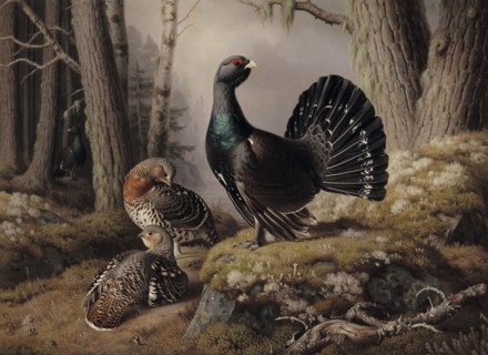 Capercaillies Courting, 1862. Creator: Ferdinand von Wright.