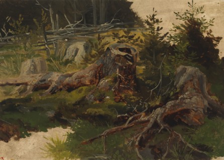 Stumps in the forest. Creator: Johan Knutson.