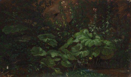 Plants, exercise, 1835-1853. Creator: Nils Jakob Blommer.