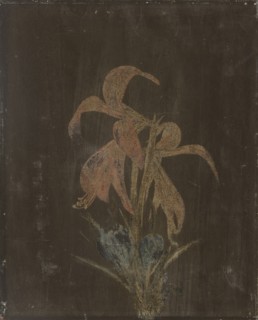 Lilja, 1846. Creator: Magnus von Wright.