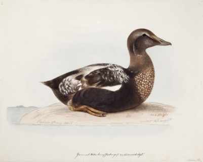 Common Eider, Old Male in Summer, 1865. Creator: Magnus von Wright.