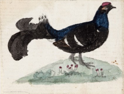 Male Black Grouse, 1831. Creator: Ferdinand von Wright.