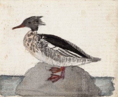 Red-Breasted Merganser, 1831. Creator: Ferdinand von Wright.