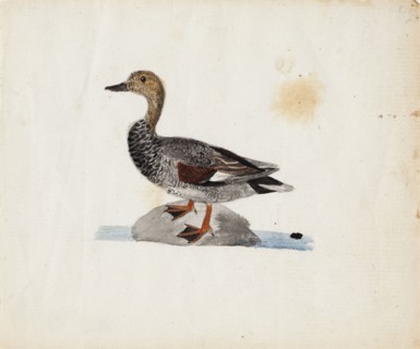 Gadwall, 1830-1831. Creator: Ferdinand von Wright.