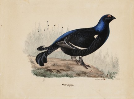 Black Grouse, Male, 1834. Creator: Ferdinand von Wright.