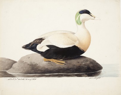 Common Eider, Male, 1828. Creator: Magnus von Wright.