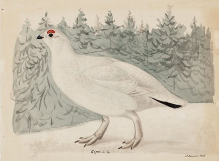 Willow Ptarmigan, 1835. Creator: Magnus von Wright.