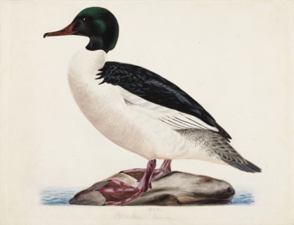 Goosander, Male, 1834. Creator: Magnus von Wright.