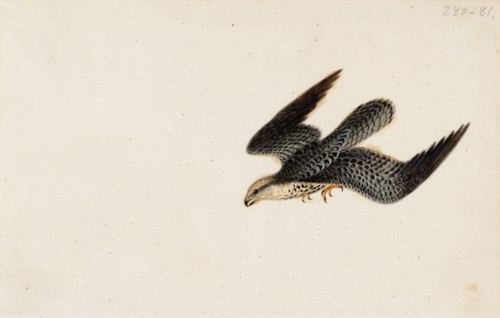 Eurasian Sparrowhawk Flying, 1830. Creator: Wilhelm von Wright.