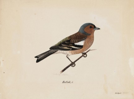 Finch, 1820-1868. Creator: Magnus von Wright.