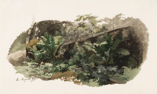 Spruce fallen on ferns; Cow (two-sided work), 1859. Creator: Werner Holmberg.