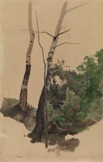 Two bare birch trunks and bushes, 1859. Creator: Werner Holmberg.