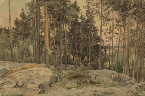 A pine tree near the lake shore, 1857. Creator: Werner Holmberg.