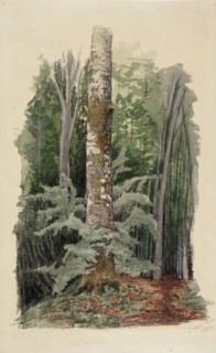 Forest interior, in the middle is the trunk of a hardwood tree, 1856. Creator: Werner Holmberg.