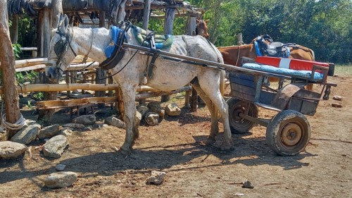 A typical horse and cart used for transport in the woods of the outskirts of Trinidad, Cuba, 2024. Creator: Ethel Davies.