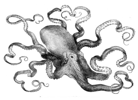 The eight-armed cuttle-fish in the Crystal Palace Aquarium, 1871. Creator: Unknown.