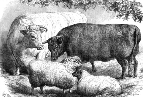 Prize cattle and sheep at the Smithfield Club Show, 1871. Creator: Unknown.