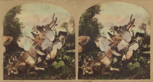 Fowl & game, about 1860. Creator: London Stereoscopic & Photographic Co.