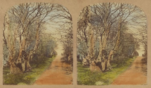 Burnham Beeches. (The finest Specimens in the World.), 1857-1859. Creator: William Morris Grundy.