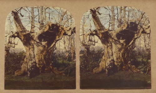 Gnarled tree, 1857-1859. Creator: William Morris Grundy.
