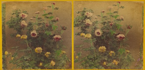 Roses., about 1865-1875. Creator: Benjamin West Kilburn.