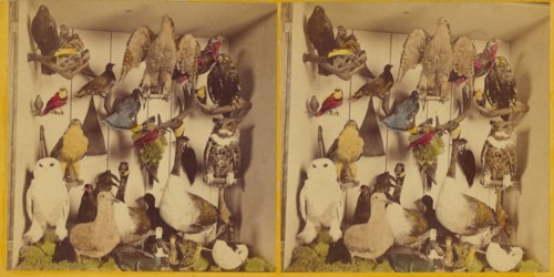 Birds of New England., about 1865. Creator: Benjamin West Kilburn.