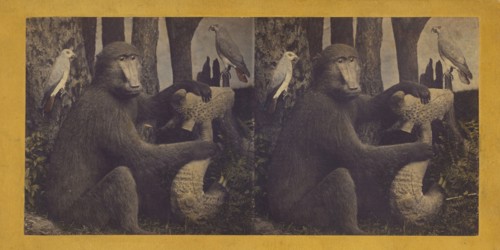 The Gorilla, from Africa, supposed to be our next of kin., 1870. Creator: Eugene S. M. Haines.