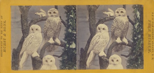 Class II, Order I. Accipitres. Family Strigidae. The Snowy Owl, (Fig. I, male; II, female)..., 1870. Creator: Eugene S. M. Haines.