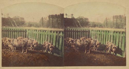 Etudes d'Animaux. Cochons Tonkins., about 1860. Creator: Furne Fils & H. Tournier.