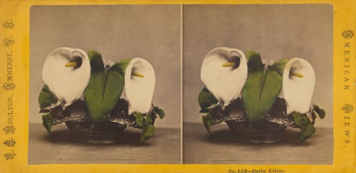 Calla Lilies., about 1865. Creator: John S. Moulton.