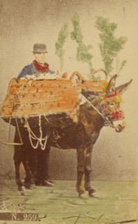 Unidentified man with mule carrying baskets of food, 1870s. Creator: Marittima.