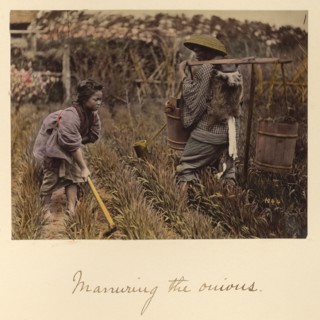Manuring the onions, about 1873-1883. Creator: Shinichi Suzuki I.