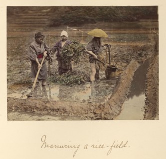 Manuring a rice-field, about 1873-1883. Creator: Shinichi Suzuki I.
