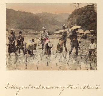 Setting out and manuring the rice plants, about 1873-1883. Creator: Shinichi Suzuki I.