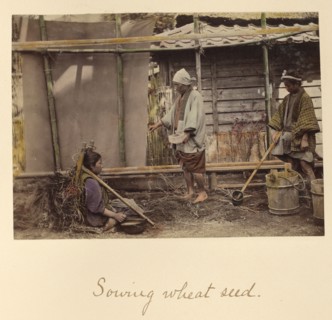 Sowing Wheat Seed, about 1873-1883. Creator: Shinichi Suzuki I.