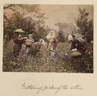 Gathering (Picking) the Cotton, about 1873-1883. Creator: Shinichi Suzuki I.