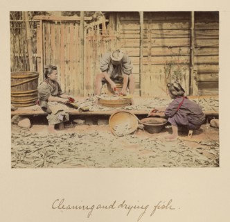 Cleaning and Drying Fish, about 1873-1883. Creator: Shinichi Suzuki I.
