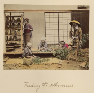 Feeding the silkworms, about 1873-1883. Creator: Shinichi Suzuki I.