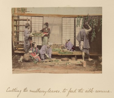 Cutting the Mulberry Leaves..., about 1873-1883. Creator: Shinichi Suzuki I.