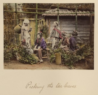 Picking the Tea Leaves, about 1873-1883. Creator: Shinichi Suzuki I.