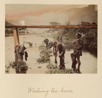Washing Tea Leaves, about 1873-1883. Creator: Shinichi Suzuki I.