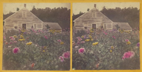 Poppy field Cabbot Vt., about 1870. Creator: Unknown.
