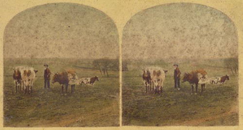 'The unmolested kine rechew the cud.', 1857-1859. Creator: William Morris Grundy.