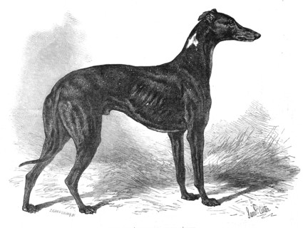 Lord Lurgan's greyhound, Master M'Grath, 1871. Creator: John Greenaway.