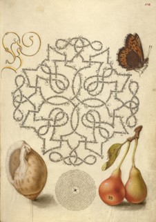 Butterfly, Marine Mollusk, and Pear, 1561-1562; illumination added 1591-1596. Creator: Joris Hoefnagel.