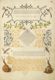 Insects, Basil Thyme, and Land Snails, 1561-1562; illumination added 1591-1596. Creator: Joris Hoefnagel.